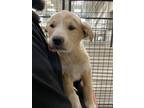Adopt Adopt or Foster me a Brown/Chocolate Labrador Retriever / Mixed dog in El