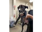 Adopt Quoda a Black American Pit Bull Terrier / Mixed dog in El Paso