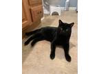 Adopt Tony a All Black Bombay / Mixed (short coat) cat in Hixson, TN (37680263)