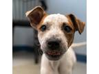 Adopt Marbles a White - with Tan, Yellow or Fawn Australian Cattle Dog / Mixed