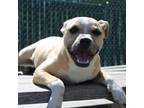 Adopt Bam a Tan/Yellow/Fawn Pit Bull Terrier / Mixed Breed (Medium) / Mixed dog