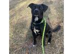 Adopt Vivi a Black Pit Bull Terrier / Mixed dog in Martinsville, VA (37680199)