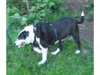 Adopt Tilly a Black Border Collie / Labrador Retriever / Mixed dog in Hillsboro