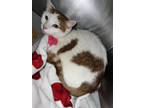 Adopt Sherbert a Tan or Fawn Domestic Longhair / Domestic Shorthair / Mixed cat
