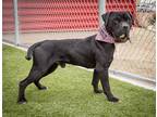 Adopt Maximus a Black - with White American Staffordshire Terrier / Mixed dog in