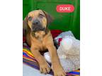 Adopt Duke a Brown/Chocolate - with Black Black Mouth Cur / Mixed dog in