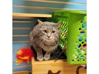 Adopt Bubba a Gray or Blue Domestic Shorthair / Domestic Shorthair / Mixed cat