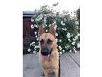 Adopt Shogun a German Shepherd Dog / Mixed dog in Cupertino, CA (37679138)