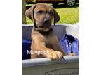 Adopt Maverick a Brown/Chocolate - with Black Black Mouth Cur / Mixed dog in
