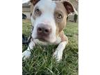 Adopt Claude a White - with Red, Golden, Orange or Chestnut American Pit Bull