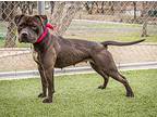 Mai Tai, American Staffordshire Terrier For Adoption In Midwest City, Oklahoma