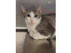Adopt Zoe a Gray or Blue (Mostly) Domestic Shorthair (short coat) cat in