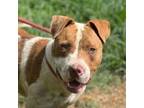 Adopt Brodie a Pit Bull Terrier