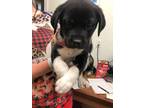 Adopt Prime a Rottweiler, Mixed Breed