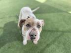 Adopt LUNA a Shar-Pei, Pit Bull Terrier