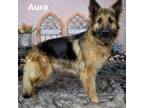 Adopt Aura a Shepherd