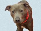 Adopt PITA a Pit Bull Terrier, Mixed Breed