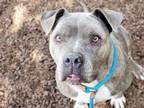 Adopt CALYPSO a Pit Bull Terrier
