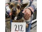Adopt Cottonwood Aster (212) a Yorkshire Terrier