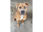 Adopt Quena G-3 hold a American Staffordshire Terrier