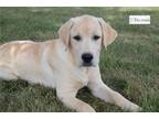 Labrador Retriever Puppy for sale in Kirksville, MO, USA
