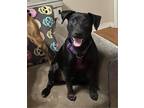 Adopt Greta a Black Terrier (Unknown Type, Small) / Beagle / Mixed dog in Grand