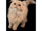 Red Tabby Solid Persian Kitten