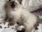 Seal Point Mitted Ragdoll