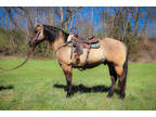 REALLY GENTLE REGISTERED AQHA GRULLA GELDING, seasoned ranch & trail horse
