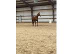 Prince (16.3 ottb would be great lesson horse)