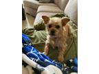 Adopt Ginger a Yorkshire Terrier, Terrier