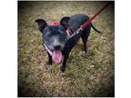 Adopt Chrissy a Terrier