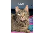 Adopt Layla a Domestic Short Hair