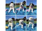 Adopt Great Pyrenees Puppies a Great Pyrenees