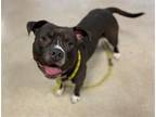 Adopt MR WORLDWIDE a Staffordshire Bull Terrier, Mixed Breed