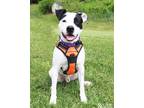 Adopt CHARLEY a Pit Bull Terrier, Mixed Breed