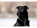 Adopt Jasper a Black Labrador Retriever