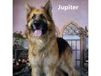 Adopt Jupiter a Shepherd