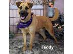 Adopt Teddy a Mixed Breed
