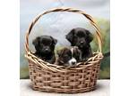 Adopt Emily's Three Puppies a Mixed Breed
