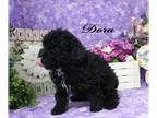 Poodle (Toy) PUPPY FOR SALE ADN-578625 - AKC female