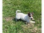 Rat Terrier PUPPY FOR SALE ADN-578603 - Rat Terrier For Sale Tampico Illinoise