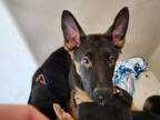 Adopt PICKLES a German Shepherd Dog