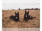 German Shepherd Dog PUPPY FOR SALE ADN-578455 - Litter A