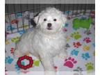 Shih-Poo PUPPY FOR SALE ADN-578749 - ShihPoo Puppy