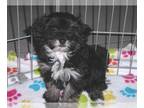 Poovanese PUPPY FOR SALE ADN-578750 - HavaPoo Puppy