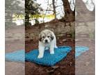 Great Pyrenees PUPPY FOR SALE ADN-578504 - Litter of 6