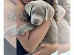 Labrador Retriever PUPPY FOR SALE ADN-578187 - Silver Charcoal Lab Litter