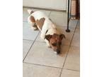 Adopt BISCUIT - beautiful shortie Jack Russell Terrier a Jack Russell Terrier