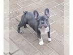French Bulldog PUPPY FOR SALE ADN-578459 - Blue and White French Bull